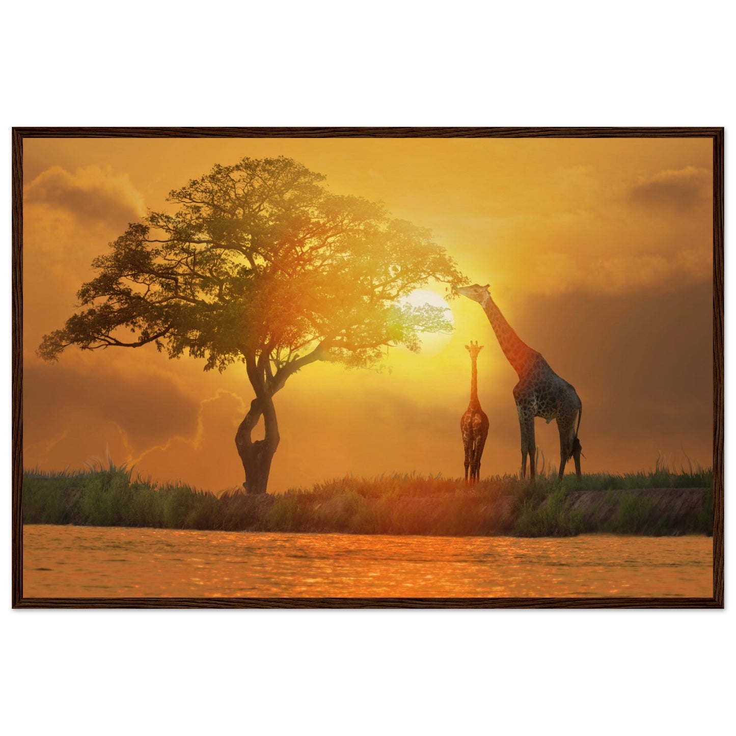 Giraffes