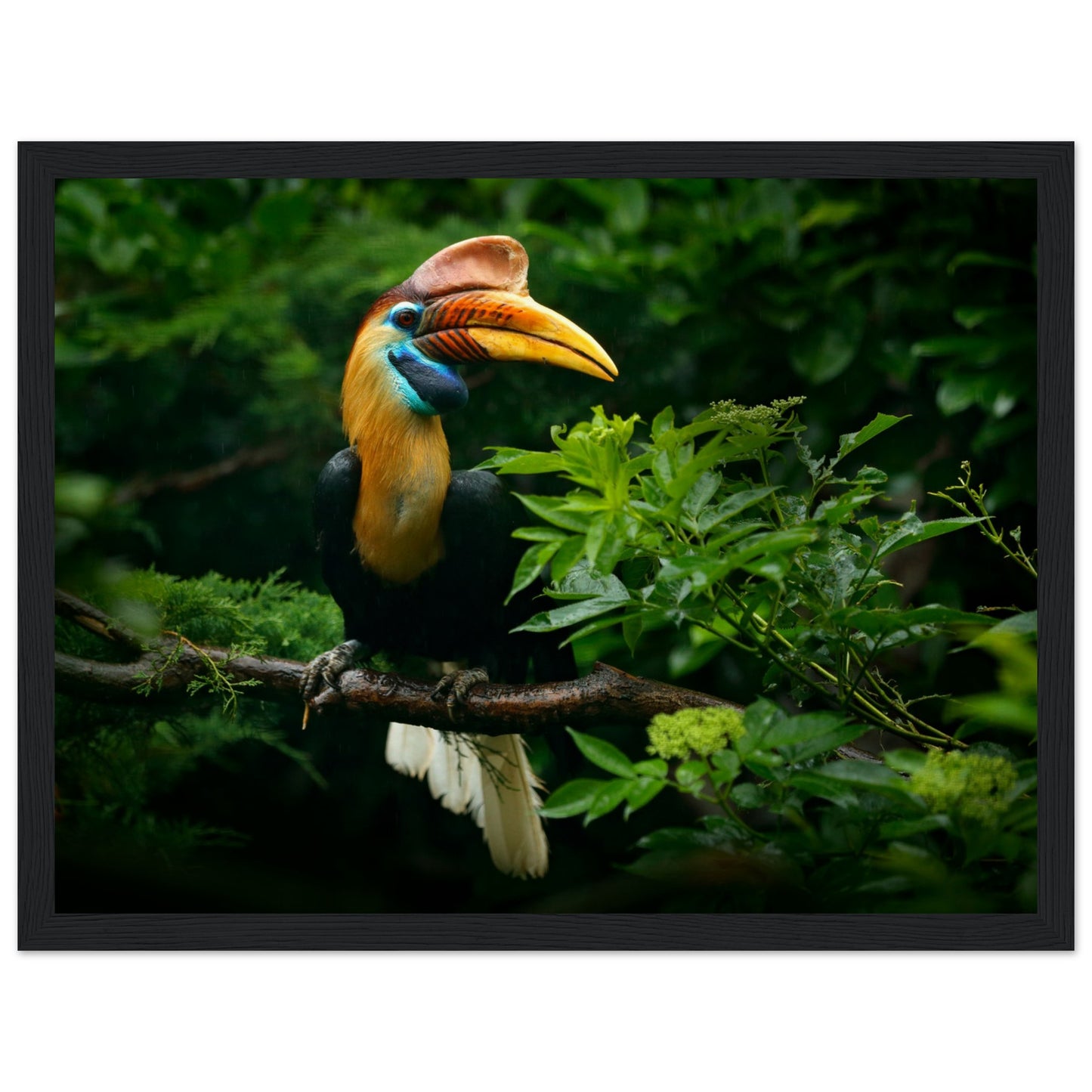 Knobbed Hornbill