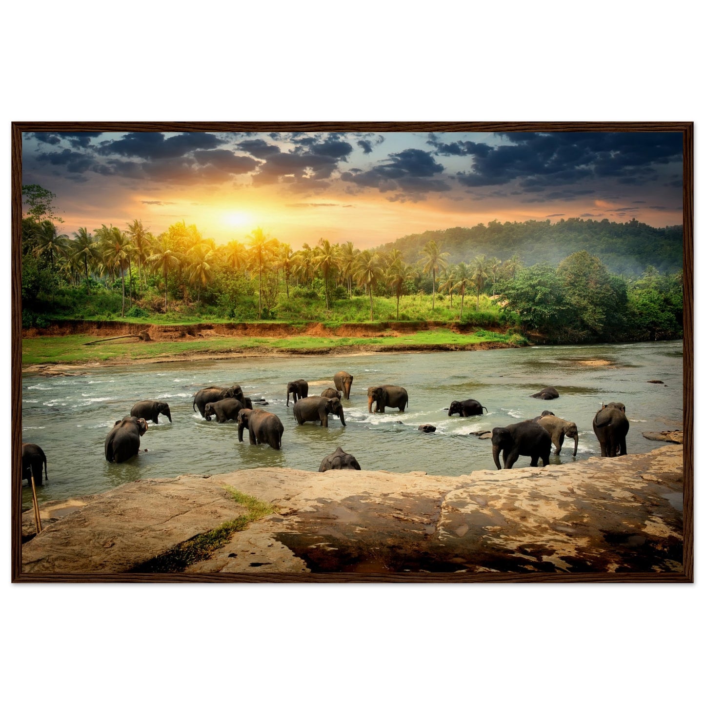 Elephants in Sri Lanka's Jungle