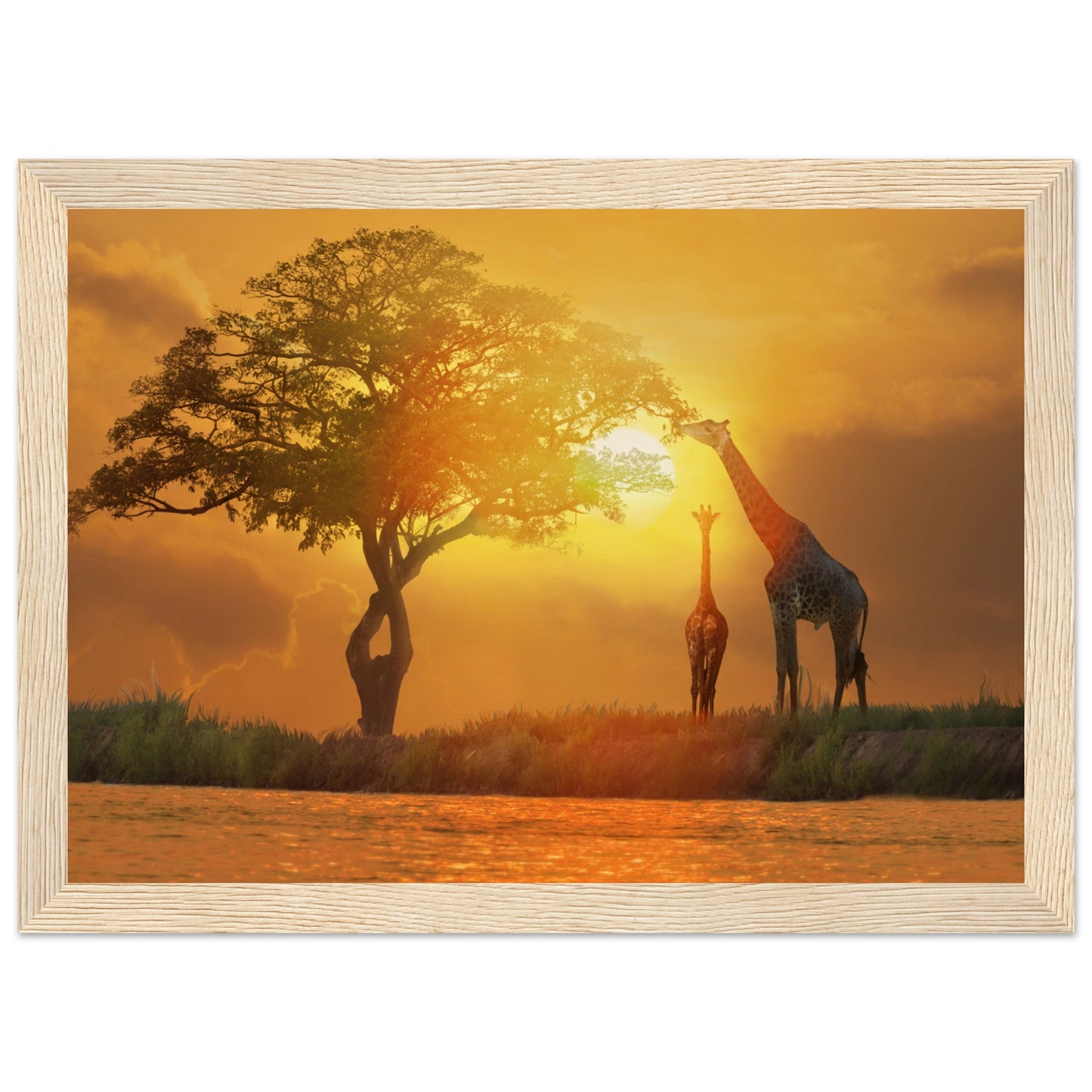 Giraffes