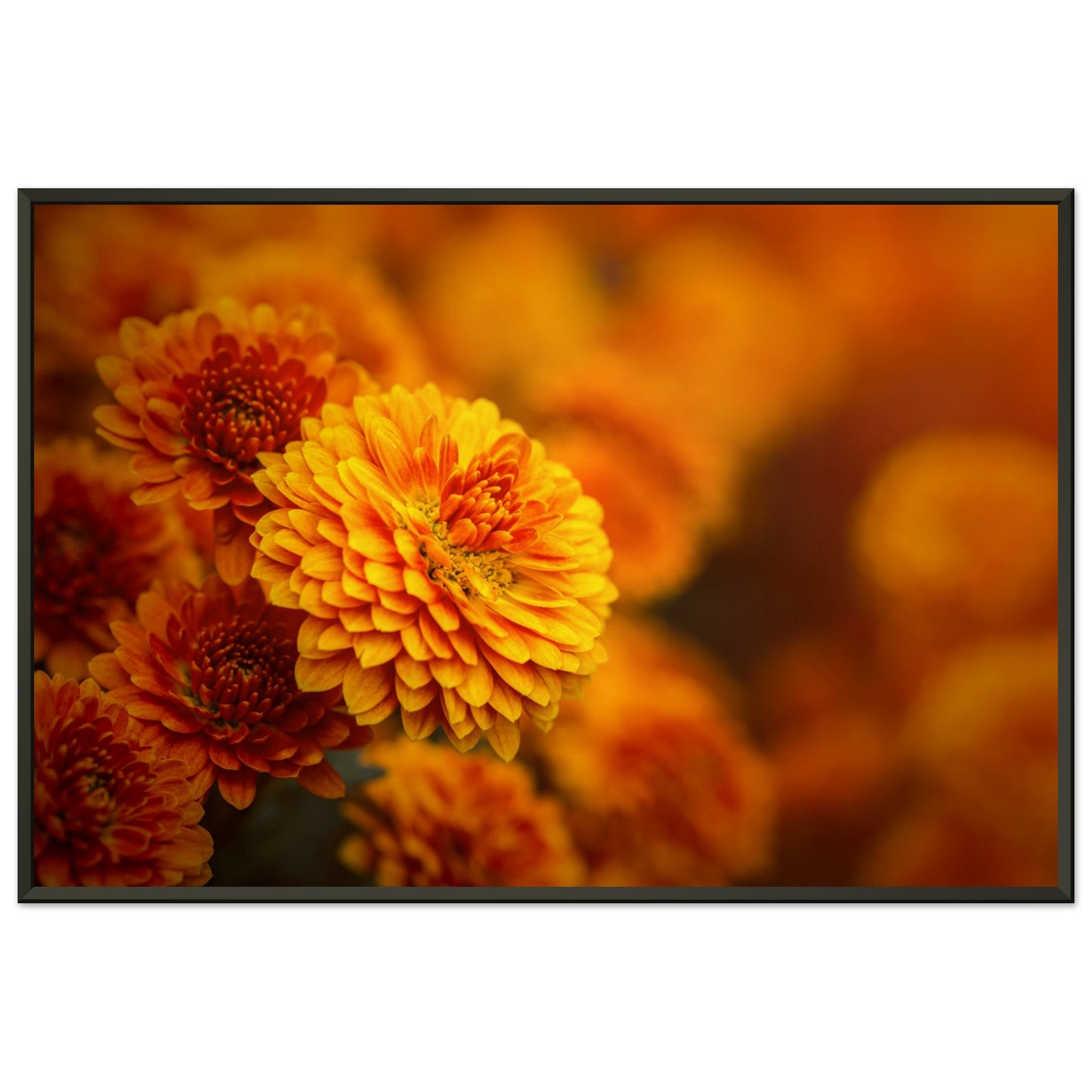 Chrysanthemum