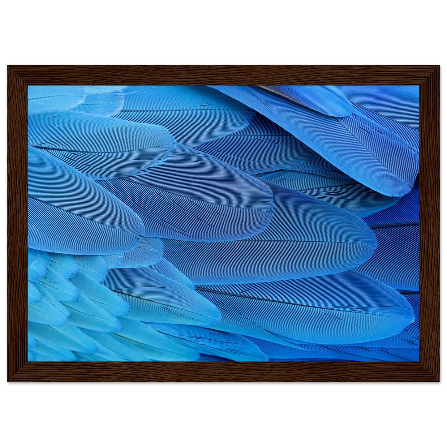 Blue Macaw Wing Feathers