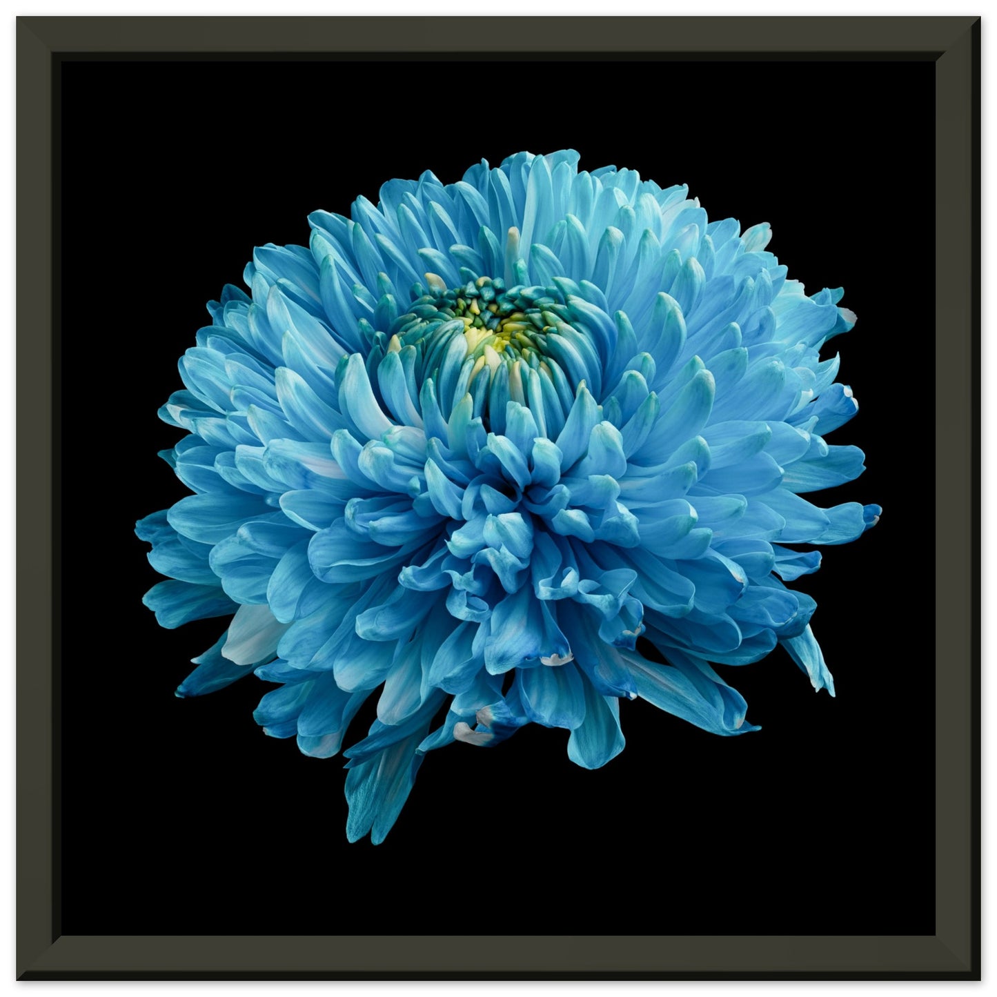 Blue dahlia